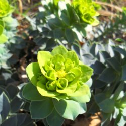 Euphorbia myrsinites (Mlječika)