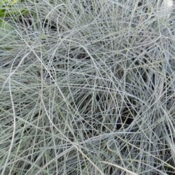 Festuca glauca (Vlasulja)
