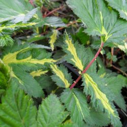 Filipendula ulmaria «Variegata» (Končara)