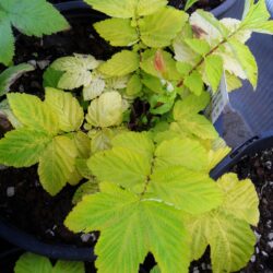 Filipendula ulmaria «Aurea» (Končara)