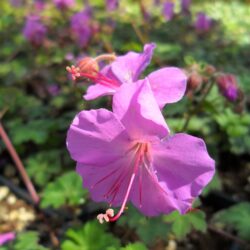 Geranium x cantabrigiense «Cambridge» (Iglica)