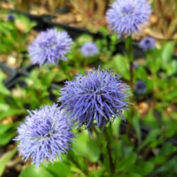 Globularia cordifolia (Glavulja)