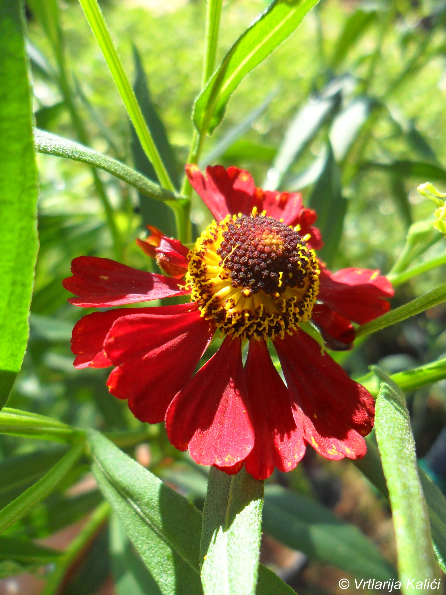 Helenium autumnale «Rubinzwerg» (Helenij) - Slika 3