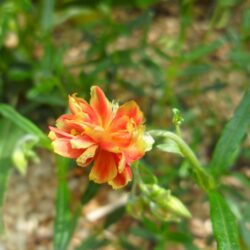 Heliantemum nummularium «Birch double» (Sunčanica)