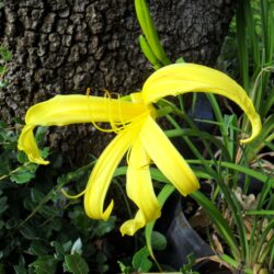 Hemerocallis «Kindly light» (Graničica)