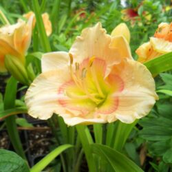 Hemerocallis «Siloam baby talk»  (Graničica)