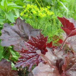 Heuchera americana «Palace Purple»  (Koraljni zvončić)