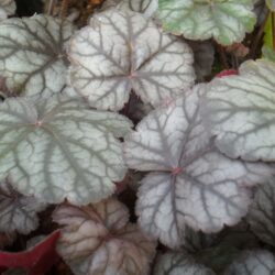 Heuchera «Prince of silver» (Koraljni zvončić)