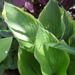 Hosta x fortunei «Aureomarginata»  (Funkija)