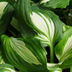 Hosta undulata «Univittata» (Funkija)