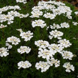 Iberis sempervirens (Snježnica)