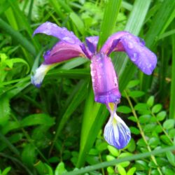Iris graminea (Perunika)