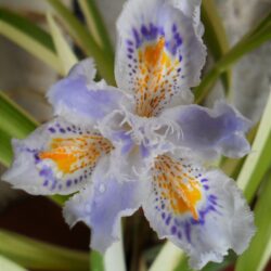Iris japonica (Perunika)