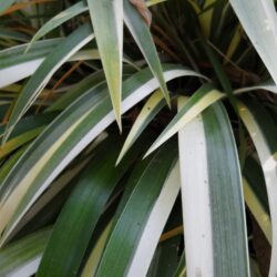 Iris japonica «Variegata» (Perunika)