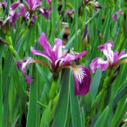 Iris versicolor «Karmesina» (Močvarna perunika)