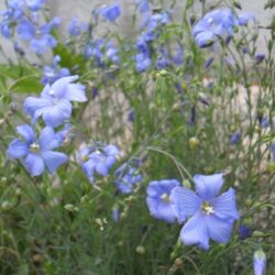 Linum perenne (Lan)