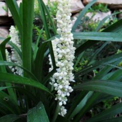 Liriope muscari «Monroe white»
