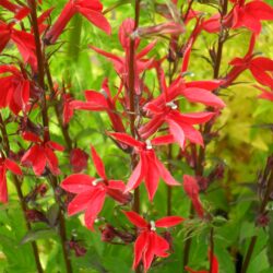 Lobelia fulgens «Queen victoria»