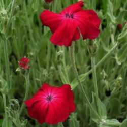 Lychnis coronaria (Rumenika)