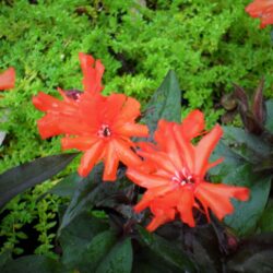 Lychnis x arkwrightii «Orange Zwerg» (Rumenika)