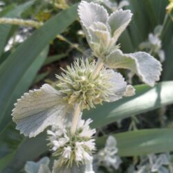 Marubbium incanum (Tetrljan)