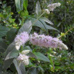 Mentha longifolia «Buddleja» (=sylvestris) (Metvica)