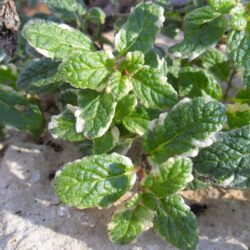 Mentha rotundifolia «Variegata» (Metvica)