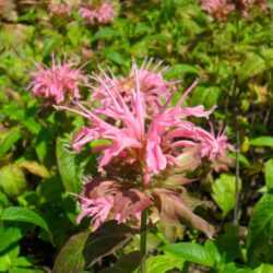 Monarda «Cambridge scarlet» (Indijanska kopriva)