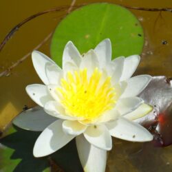 Nymphaea alba «Plenissima» (Lopoč)