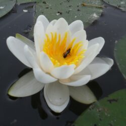 Nymphaea «Mary Patricia» (Lopoč)