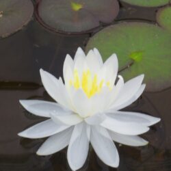 Nymphaea «Perrys double white» (Lopoč)