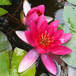 Nymphaea «Pygmaea rubra» (Lopoč)