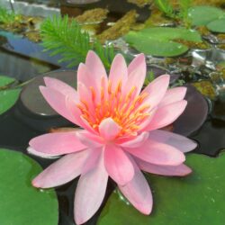 Nymphaea «Rose aray» (Lopoč)