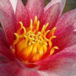 Nymphaea «Rubra» (Lopoč)