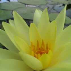 Nymphaea «Sunrise» (Lopoč)