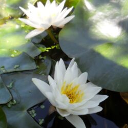 Nymphaea «Walter Pagels» (Lopoč)