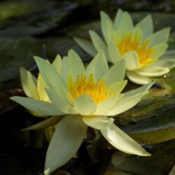 Nymphaea «Pygmaea helveola» (Lopoč)