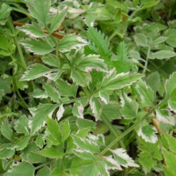 Oenanthe fistulosa «Flamingo» (Trbulja) (syn O.javanica)