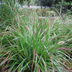 Pennisetum thumbergii «Red buttons»  (Prosenjak)