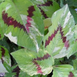 Persicaria virginiana «Painter’s Palette» (Dvornik)