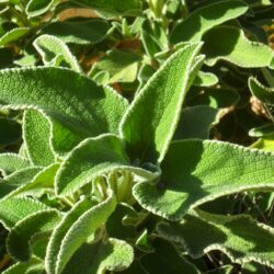 Phlomis viridis (Jeruzalemska kadulja)