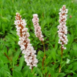 Persicaria affinis (Dvornik puzavi)