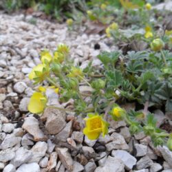 Potentilla cinerea (Petoprsta)