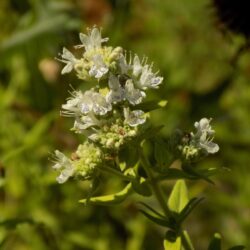 Pycnanthemum pilosum (Brdska metvica)