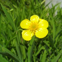 Ranunculus lingua «Grandiflora» (Žabnjak)