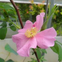 Rosa palustris  (Močvarna ruža)