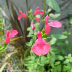Salvia microphylla (Grmolika kadulja)