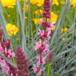Salvia nemorosa «Rosakonigin» (Stepska kadulja)