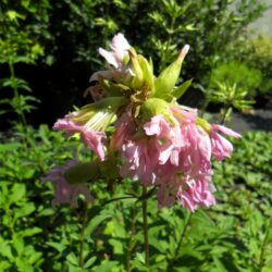 Saponaria officinalis «Rosea plena» (Sapunika)