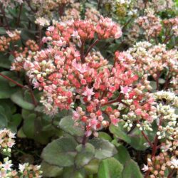 Sedum «Matrona» (telephium) (Visoki žednjak)